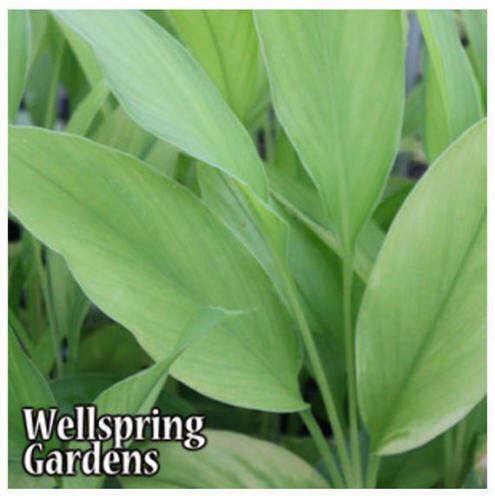 Yellow Turmeric Ginger – Curcuma longa – Live Plant