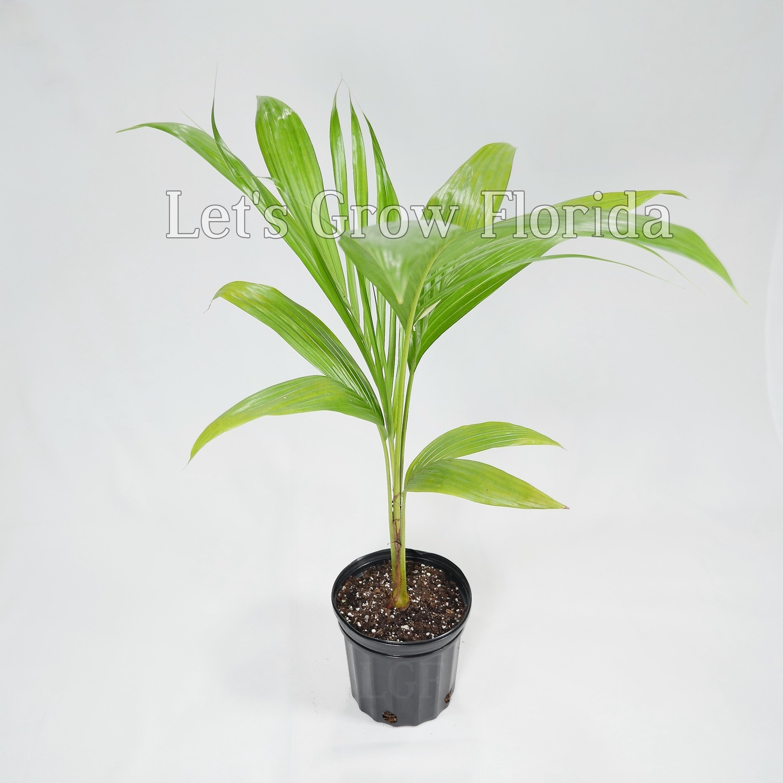 Satakentia liukiuensis Palm Tree