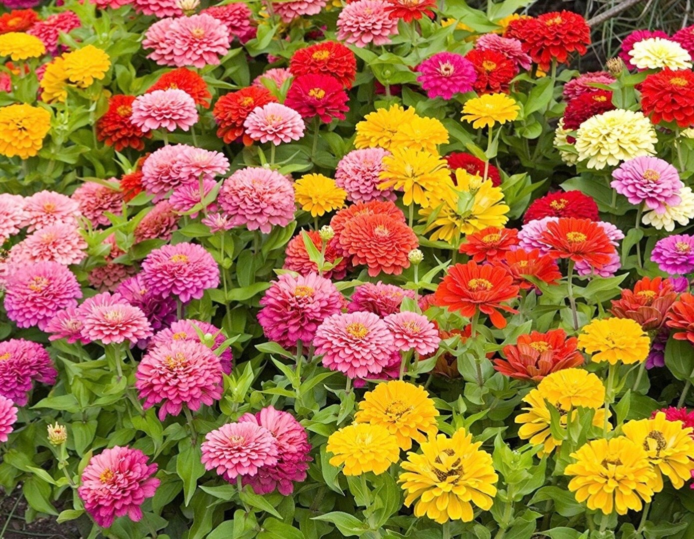 100 Fresh Zinnia Seeds, Lilliput Mix, Compact Semi-Dwarf – Double Pom Pom Blooms