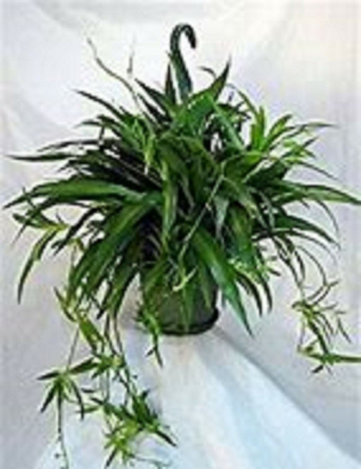 5 DIFFERENT Assorted Live Potted Plants!!! SHIPS FREE!!!