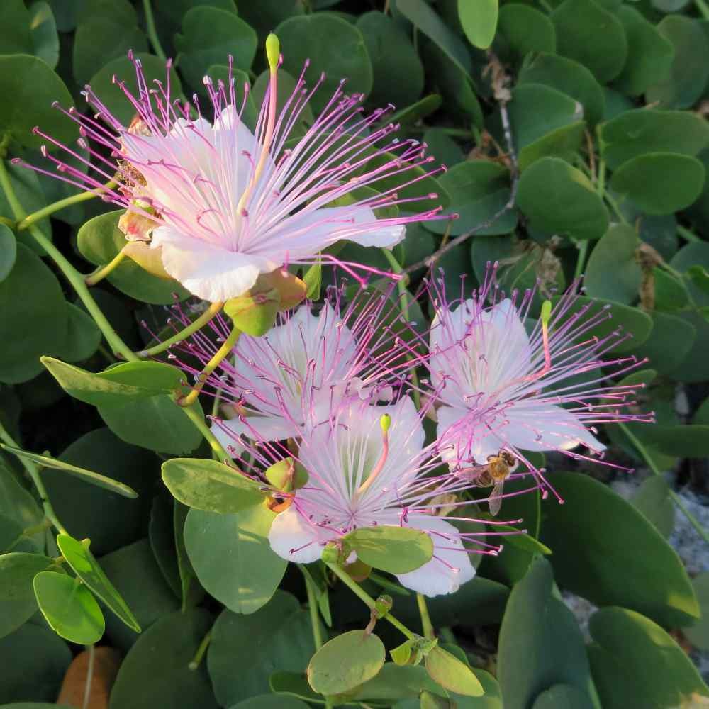 200 Seeds Capparis Spinosa Caper Bush Flower Seeds