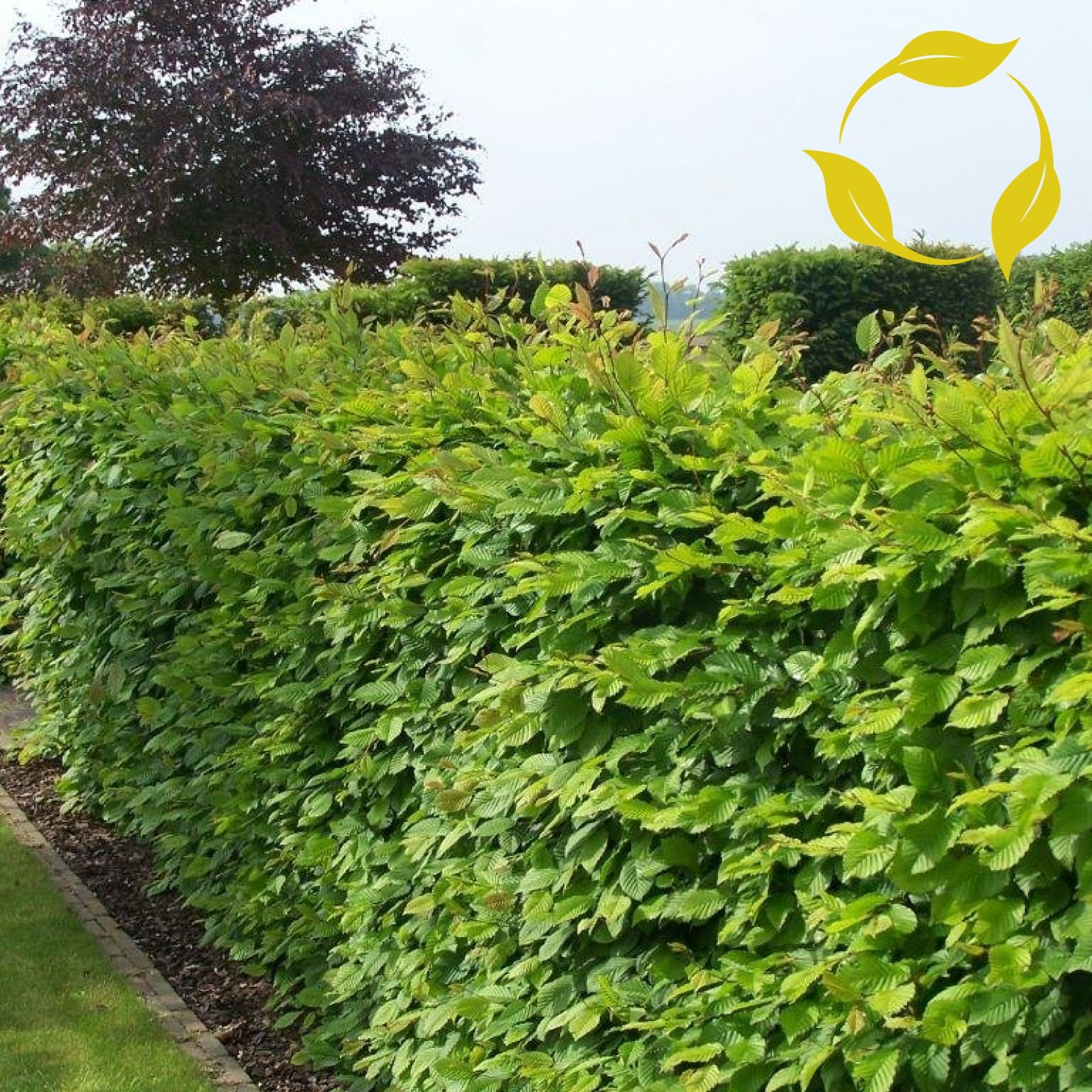 EUROPEAN HORNBEAM Carpinus Betulus 10,20 SEEDS