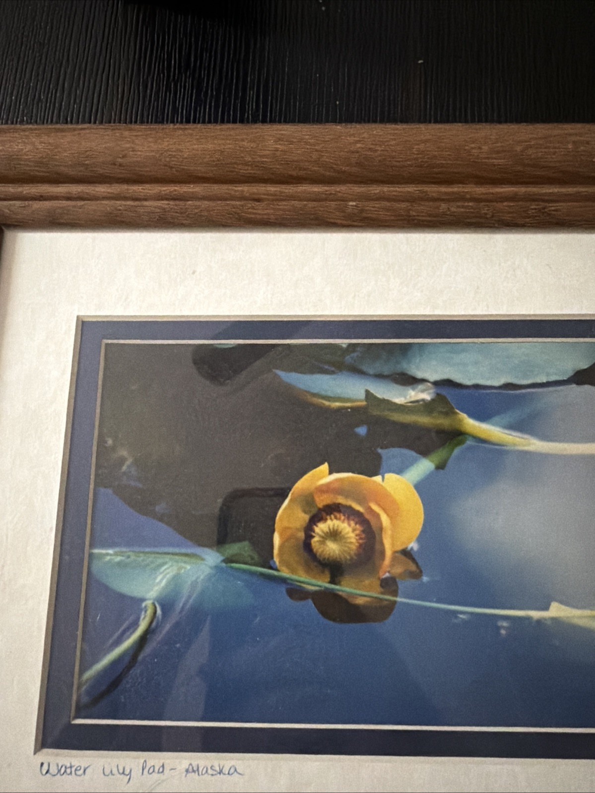 Yellow Water Lily Pad – Alaska GP 94