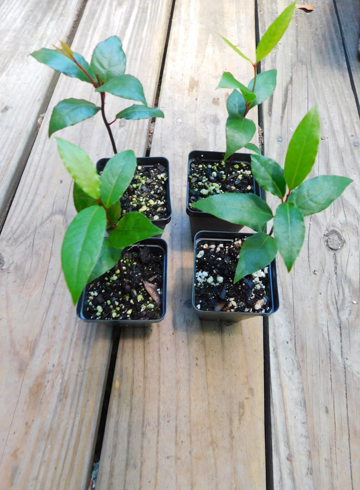 1 Laurus nobilis Bay Leaf Tree Bay Laurel Sweet Bay Rooted Starter Plant