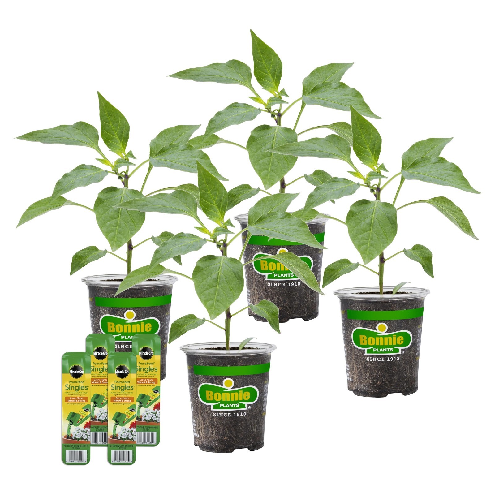 Jalapeno Hot Pepper Live Plants with Miracle-Gro Plant Food, 4-Pack for Gardens