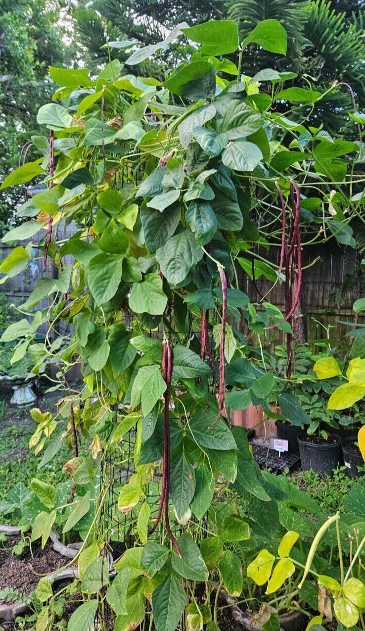 Oriental Red Noodle Bean / Red Yardlong Seeds (25) / ORGANIC / FLORIDA GROWN