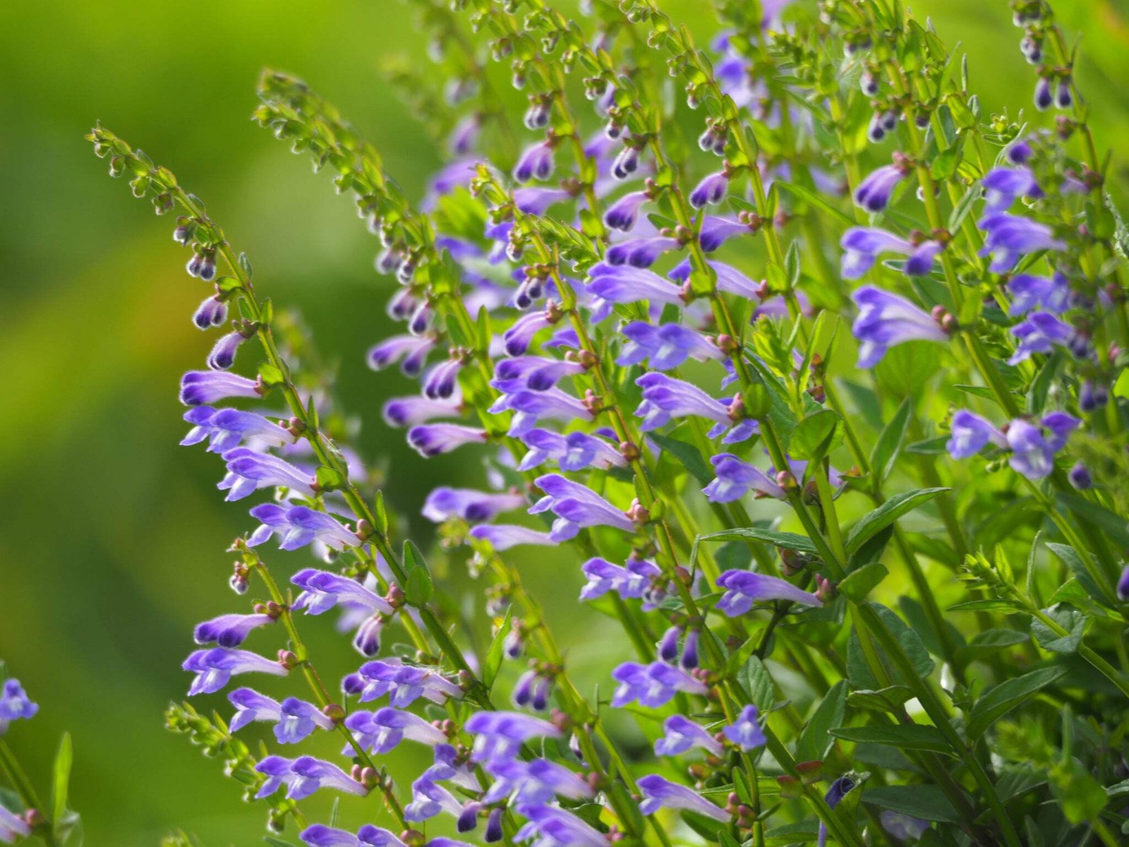 Skullcap, Barbat – Barbed Skullcap- 3″ Starter Pot – Scutellaria Barbata