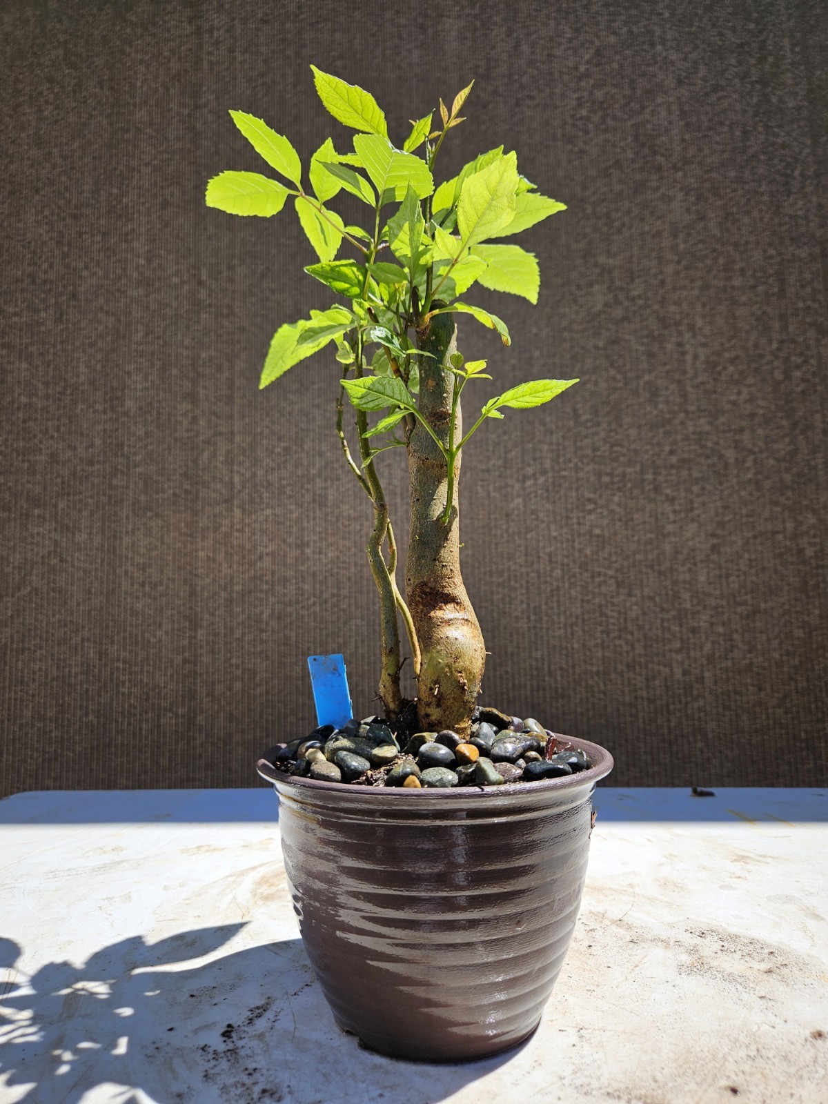 Old European Ash Bonsai Tree,,, SALE