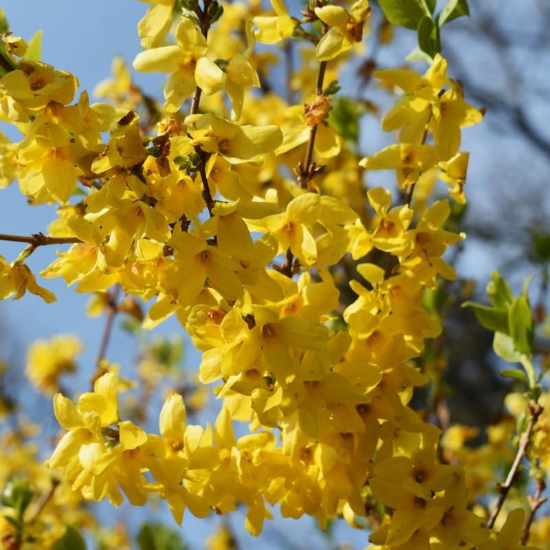 Yellow Forsythia Bush Live Plant 6-12 Inch Tall, Lynwood Gold in Pot