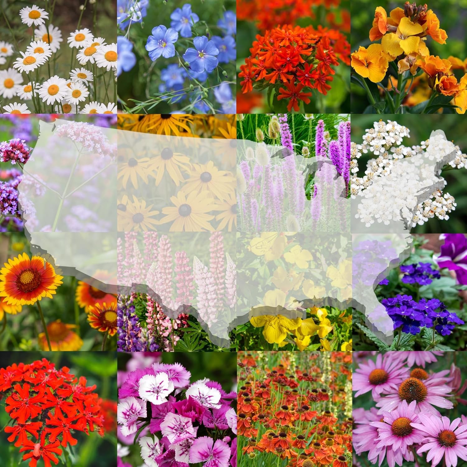 United States Nationwide Bulk Perennial 1/4 Pound, Multicolored Blooms
