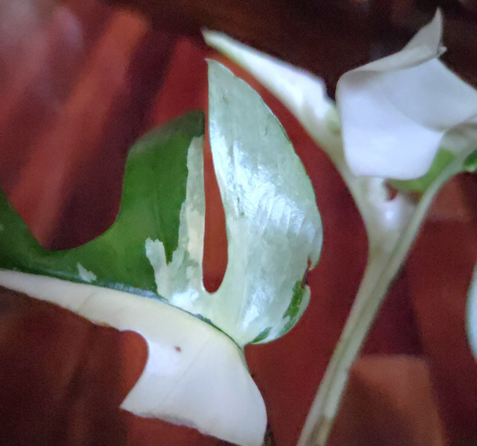 Rare Rhaphidophora Tetrasperma Albo 12″Tall Monstera No Philodendron Anthurium