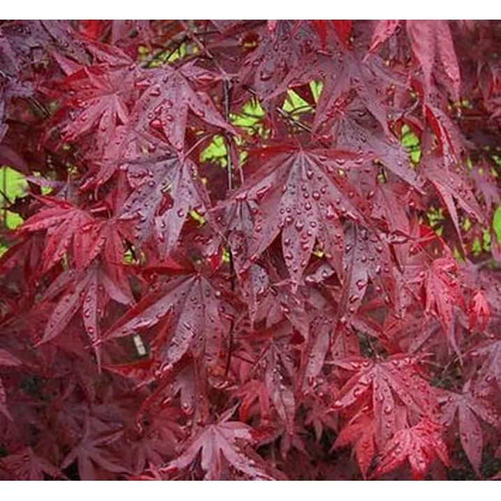 The Dragon Tears Japanese Maple Tree with Low Branching Effects~15 Seeds