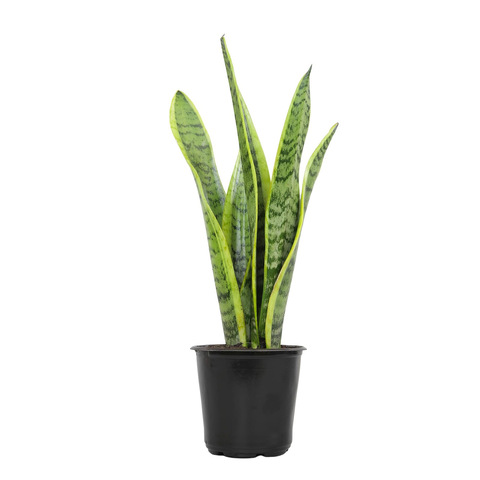 Live Snake Plant, Sansevieria trifasciata Laurentii, Fully Rooted Indoor Hous…