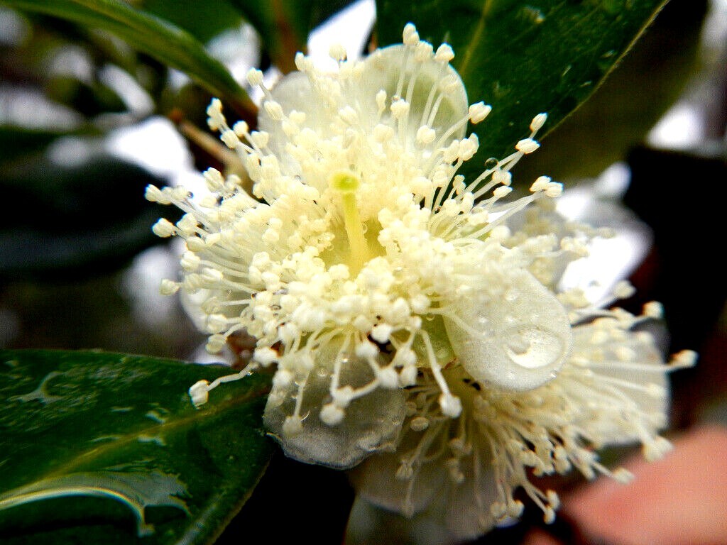20 Strawberry Guava Tree Seeds (Psidium cattleianum) Edible Garden Fruit Plant