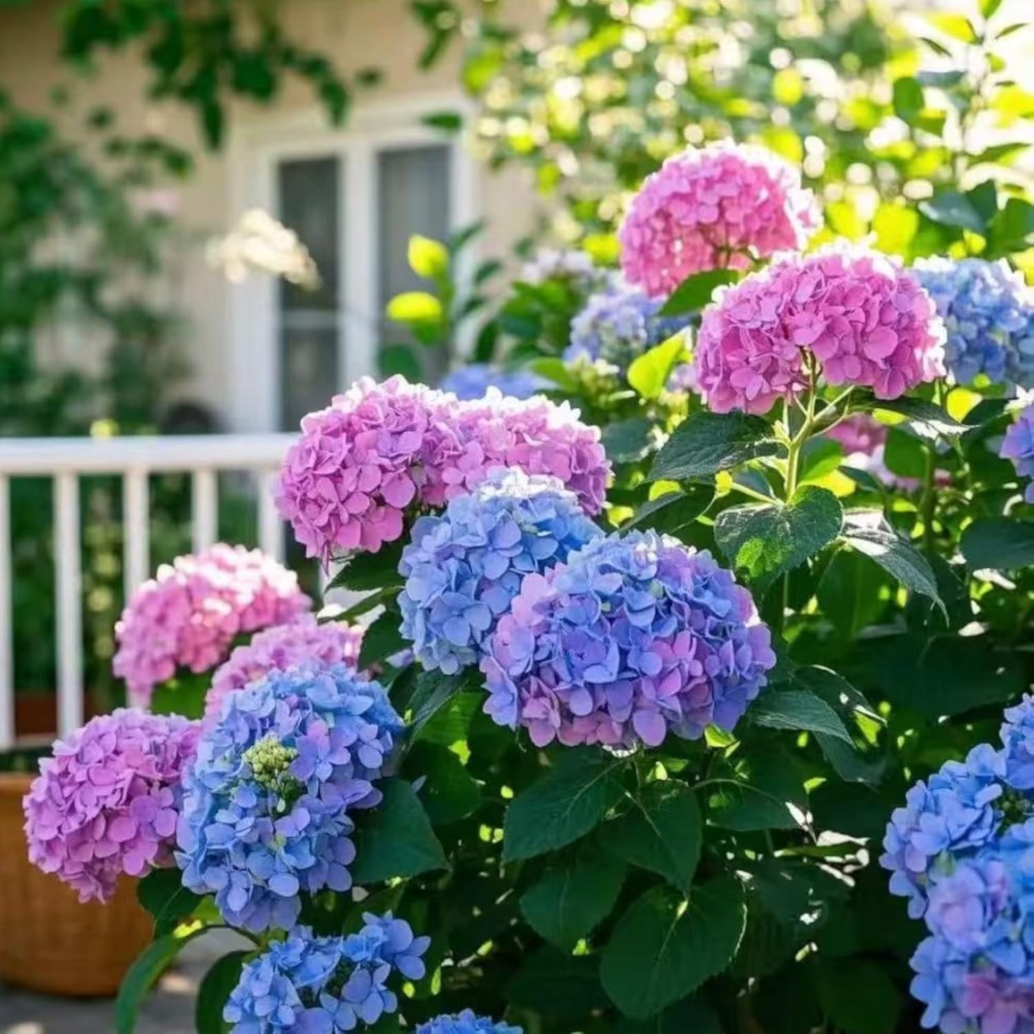 35 Mixed Color Hydrangea Seeds – Blue, Pink & Purple Blooming Flower Seeds for H