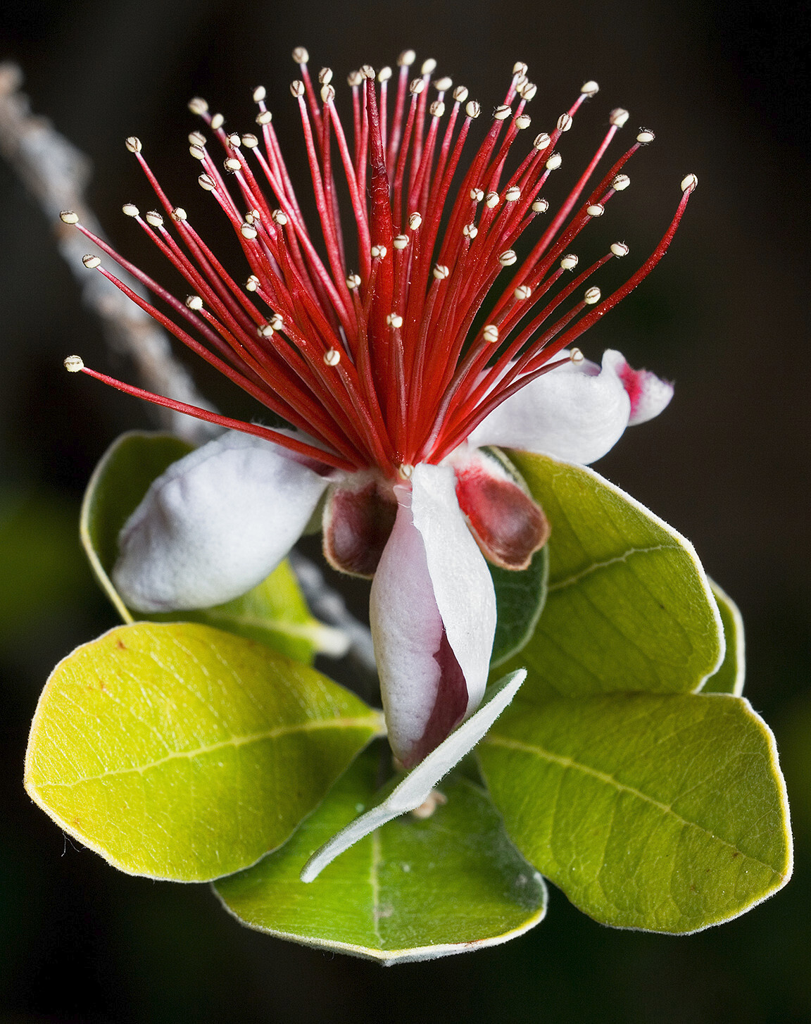 10 PINEAPPLE GUAVA Fruit Feijoa Acca Sellowiana Pink Red Flower Tree Shrub Seeds