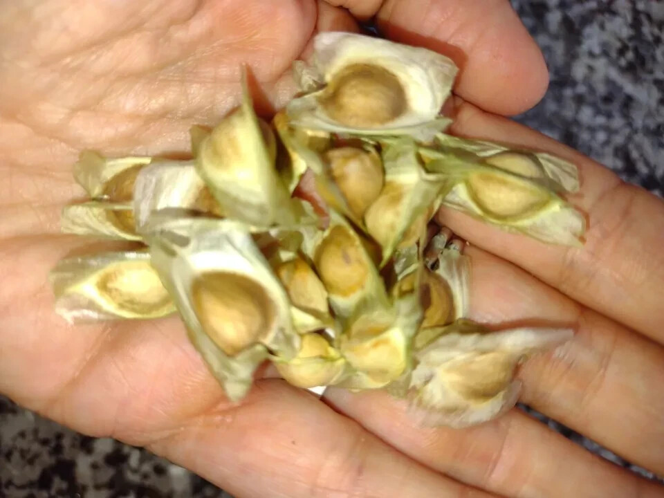 25 Organic Moringa Seeds from Florida USA Moringa Oleifera Drumstick Tree