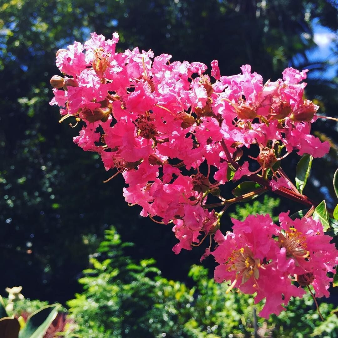 25 SIOUX CREPE MYRTLE SEEDS – Lagerstroemia indica x faueri ‘Sioux’