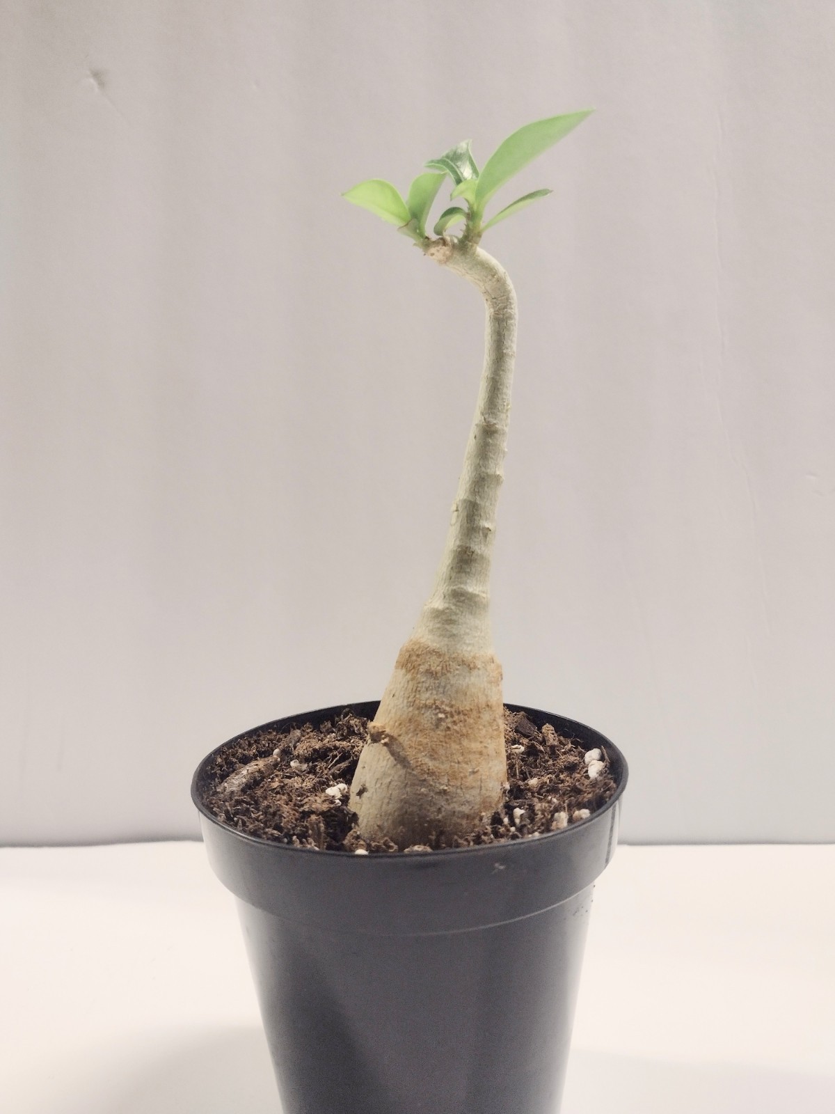 Desert Rose Live Plant