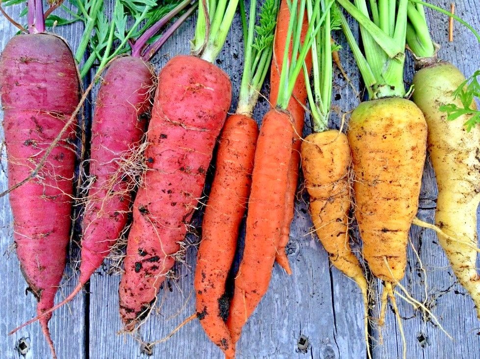 400+RAINBOW CARROTS Seeds 5 Colors Native Heirloom Vegetable Garden Container