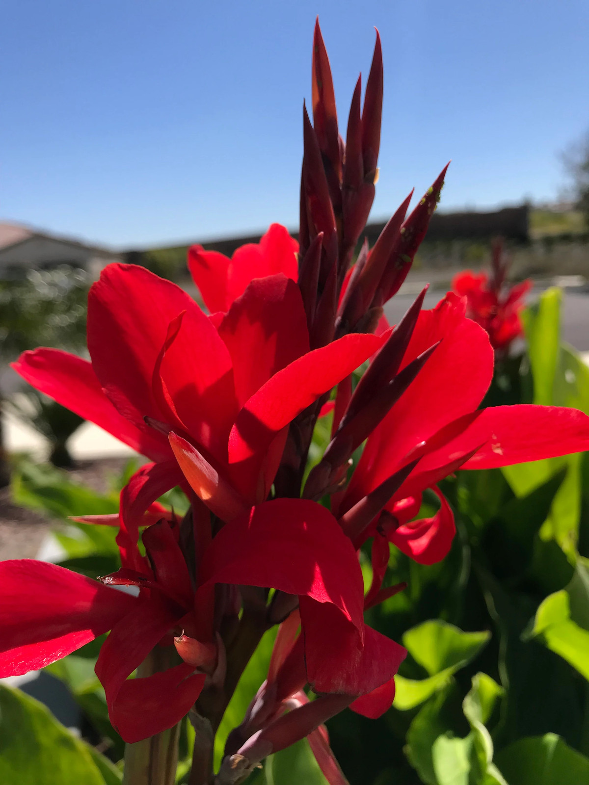 Canna Kreta Rhizome: Brilliant Red Blooms – 1-Rhizome