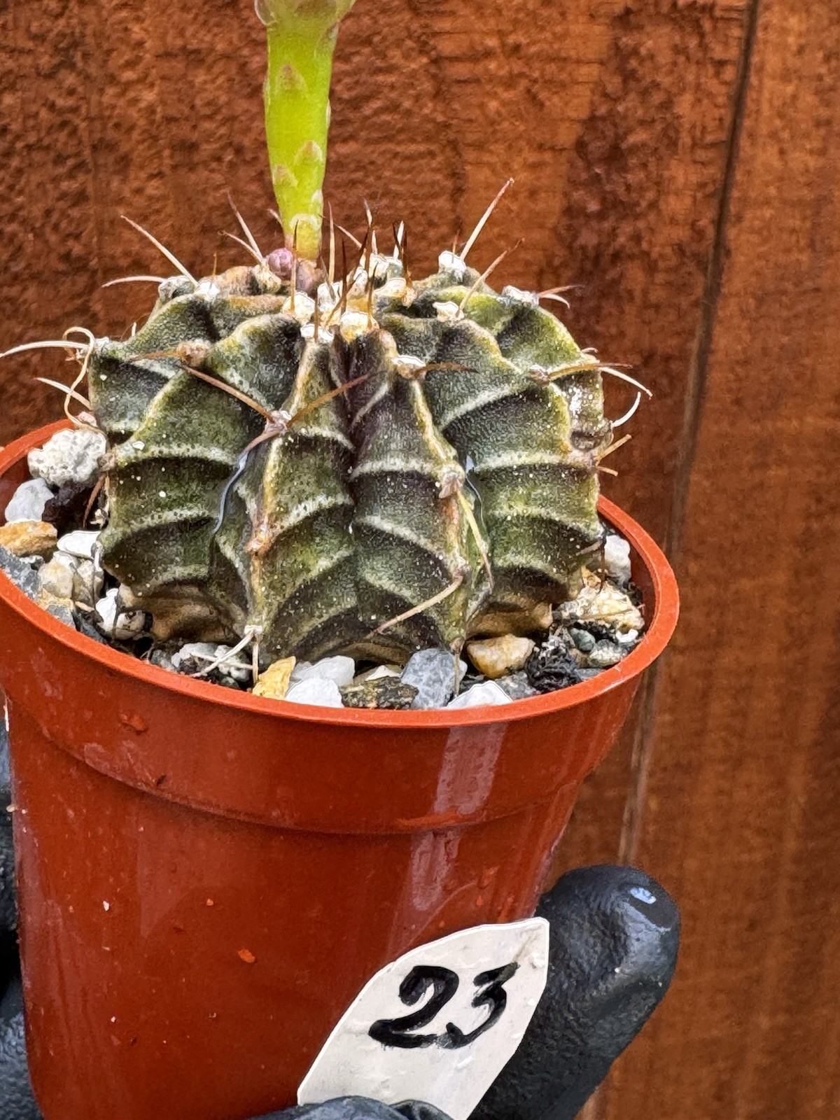 Gymnocalycium Stenopleurum Live Cactus
