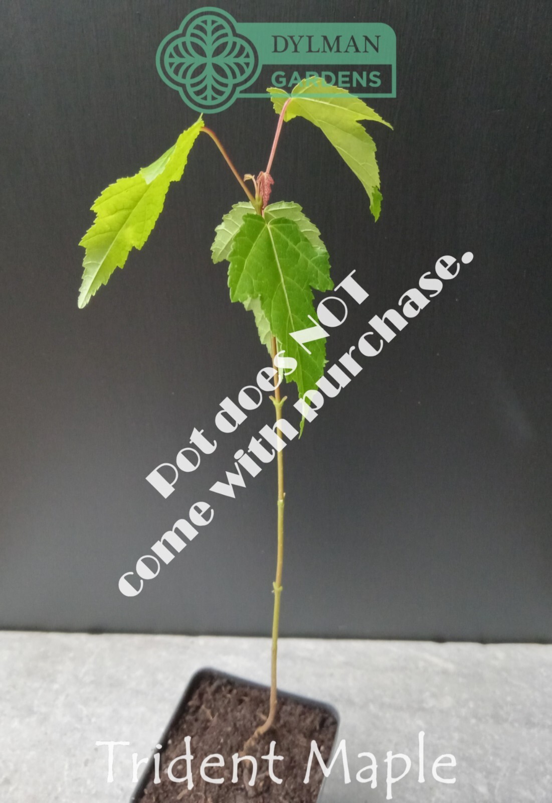 Trident Maple Tree (Acer buergerianum) – Bonsai – Live Plant – Multiple Sizes