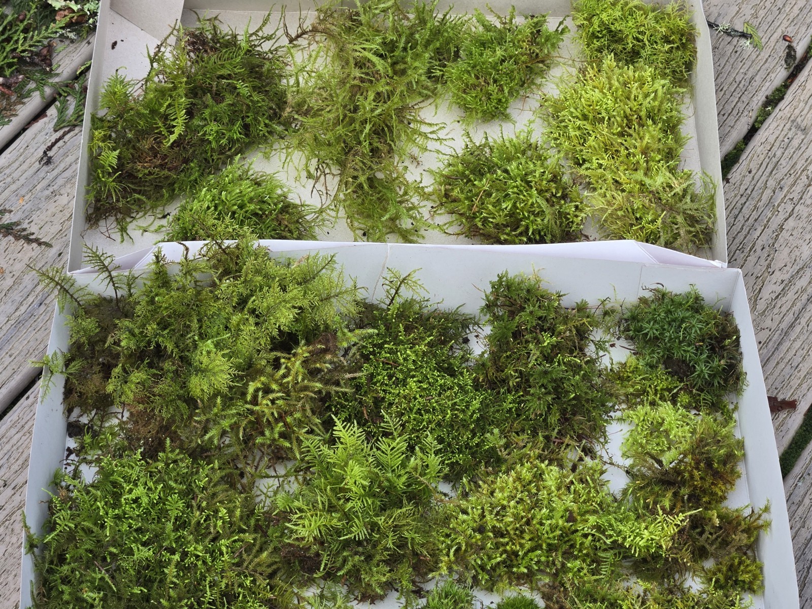 Live Fresh Moss (2) Gallon Size Bags~Terrarium Potted Plants Reptiles/Frogs