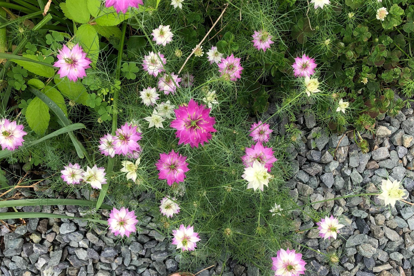 500 LOVE In A MIST PERSIAN Jewels Mix Nigella Damascena Fennel Flower Seeds