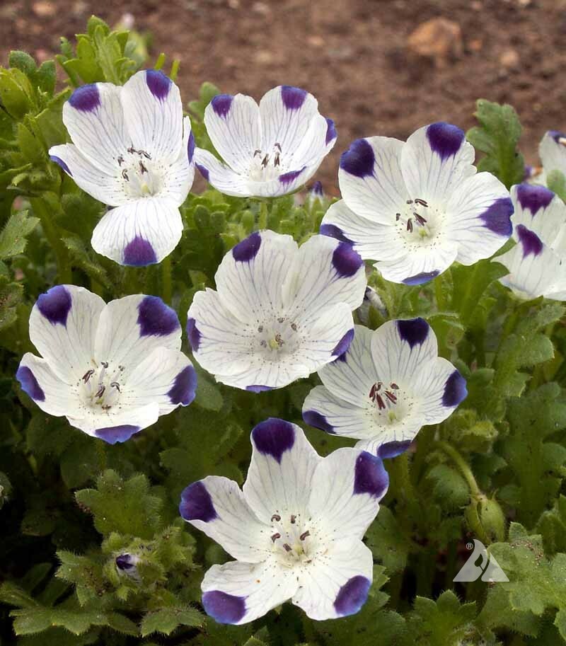 Five-Spot / Buffalo Eyes Nemophila Native Sun or Shade Spring Non-GMO 200 Seeds!