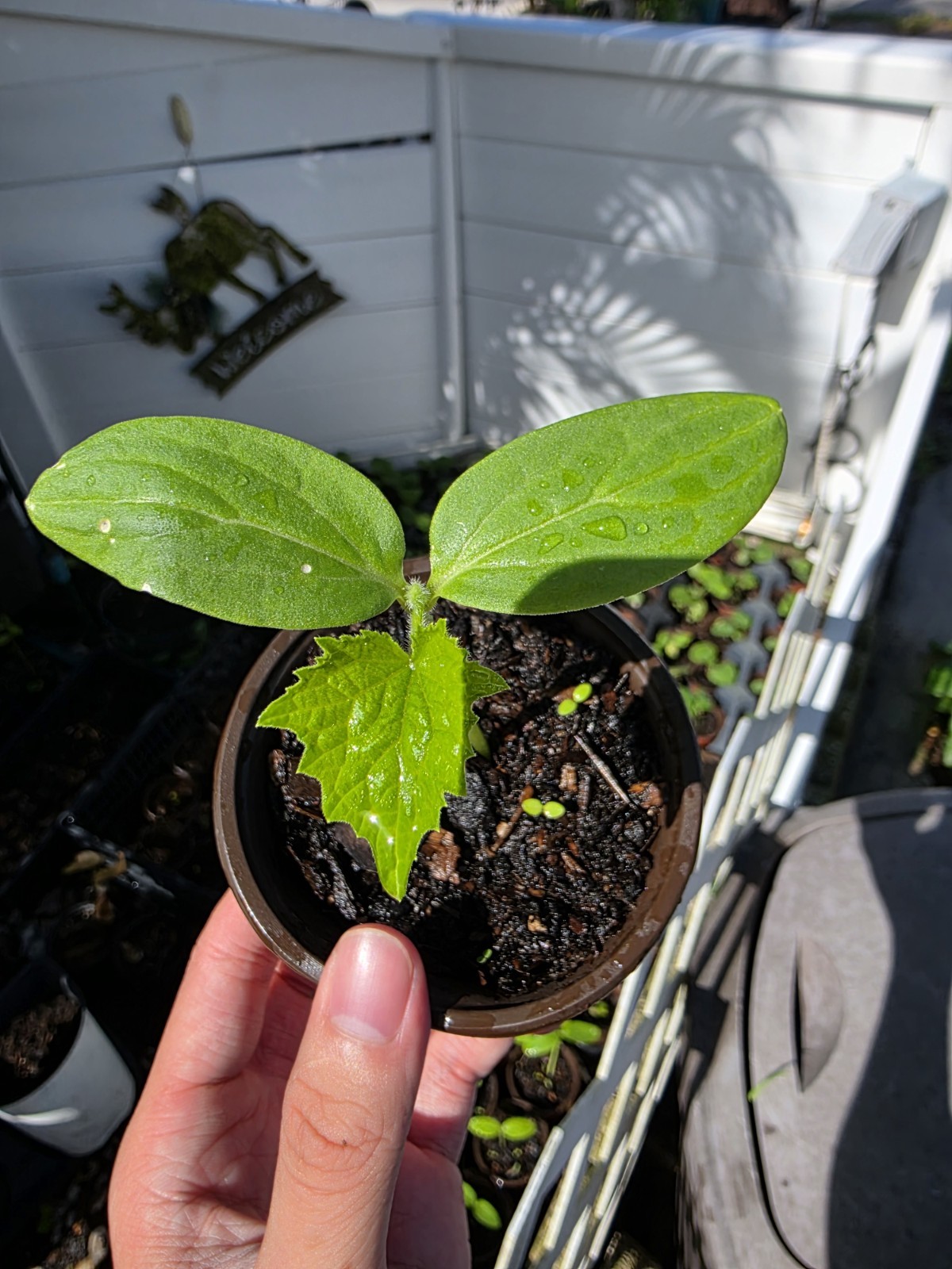 Live Fragrant Cucumber Plant 5-10″ Vietnamese Heirloom Sweet Crisp Rare- Orgainc