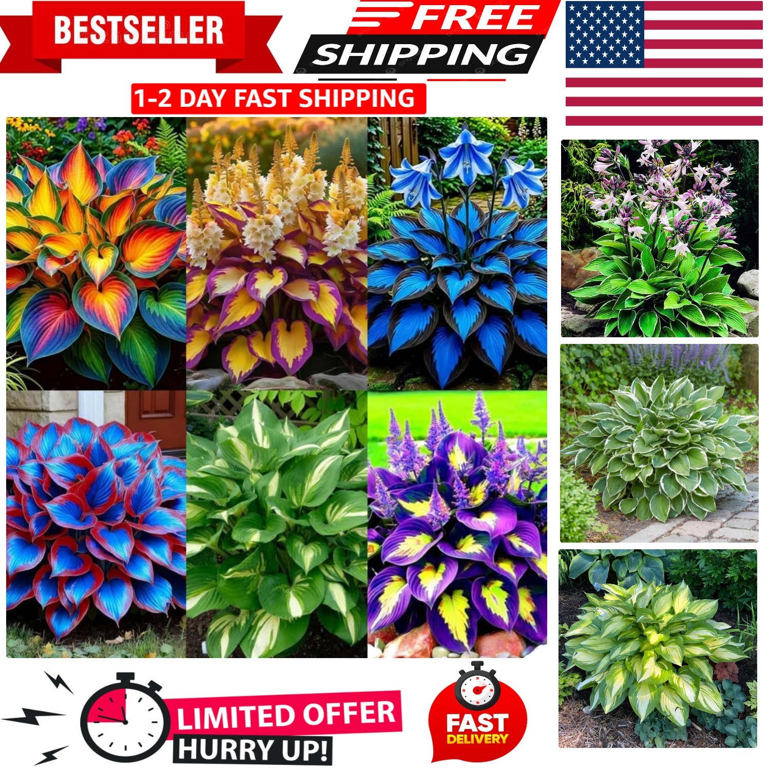 Mixed Color Hosta Seeds – 295+ Count, High Germination Rate, Non-GMO
