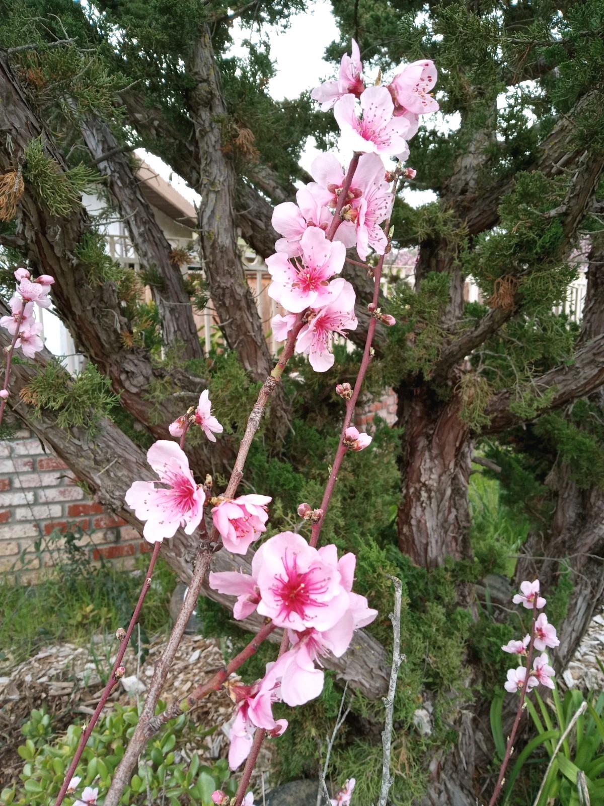 White Flesh Peach China Pearl Variety 有机白肉桃 Organic Live Fruit Tree Plant