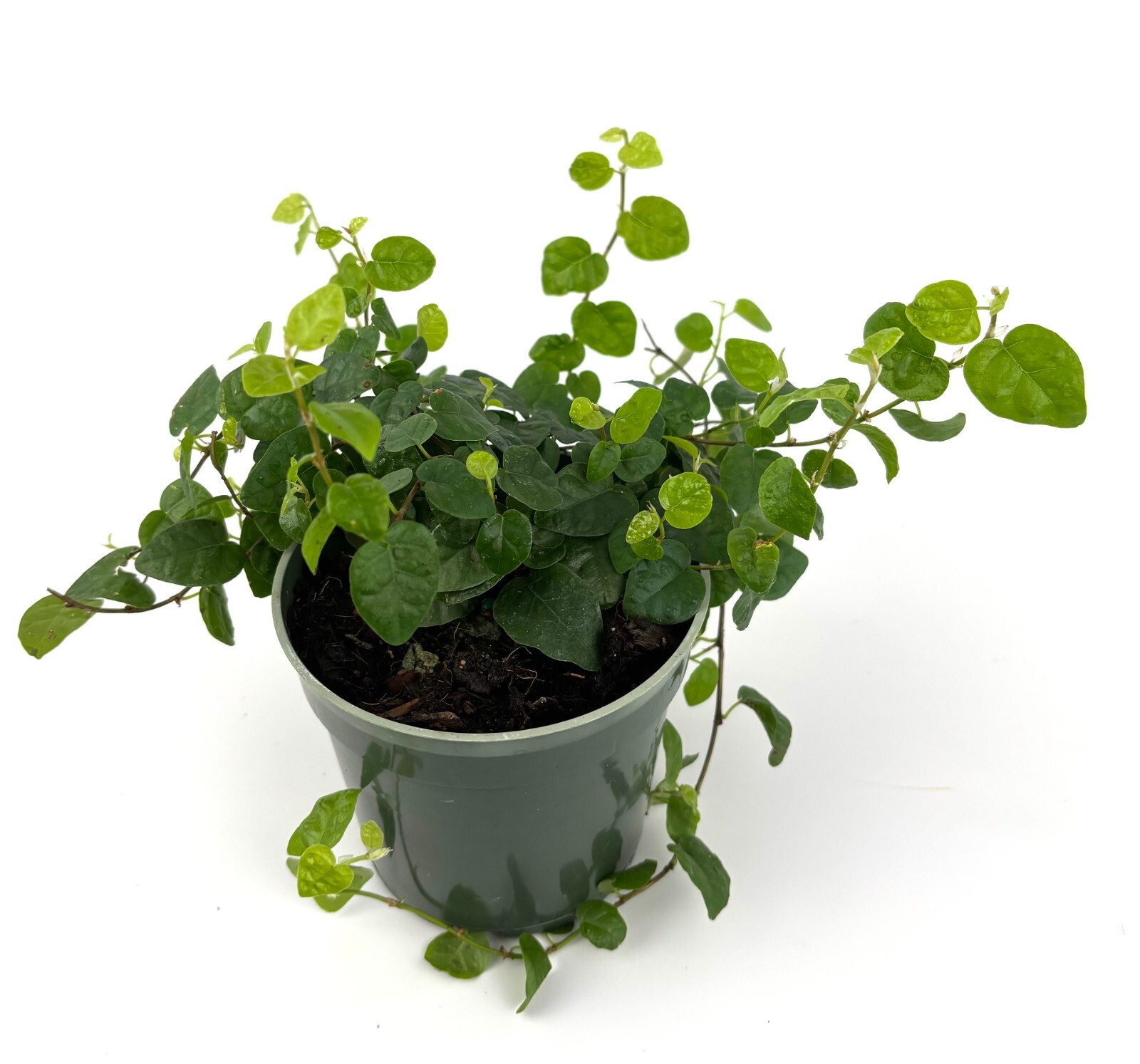 Creeping Fig Houseplants Ficus Pumila, 4″ Pot
