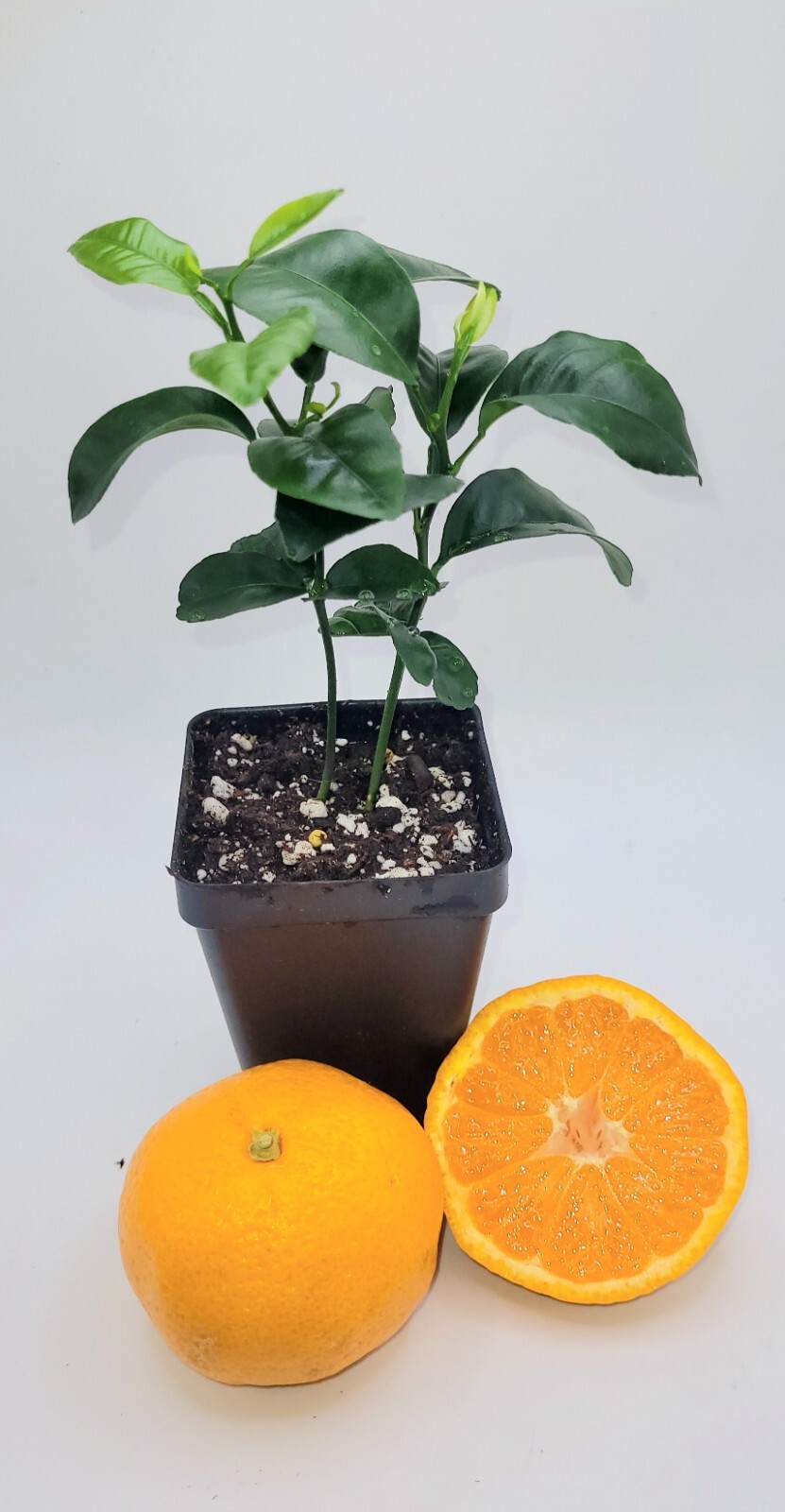 Pot of 2 Satsuma Mandarin Orange trees, 3-5 inches tall
