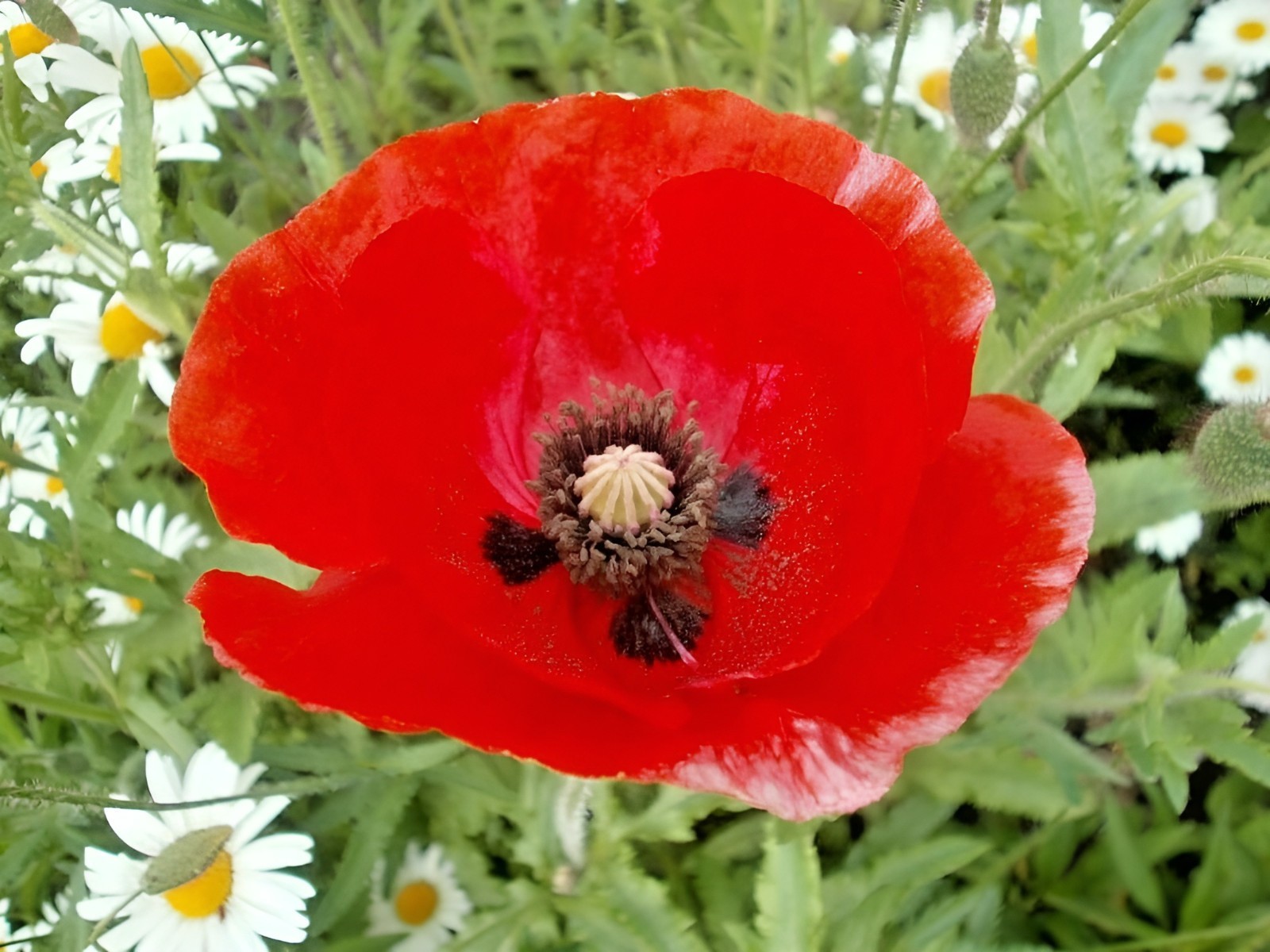 5,000 – 225,000 Wildflower Red Corn – Flanders Poppy Seeds (Papaver Rhoeas) Bulk