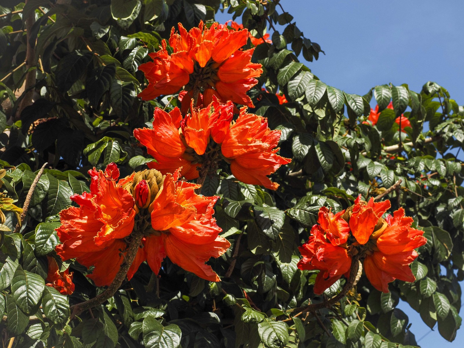 15 Red AFRICAN TULIP TREE Fire Tree Flame of Forest Spathodea Campanulata Seeds