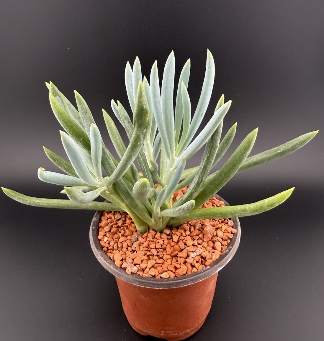 Blue Chalk Sticks ‘Senecio mandraliscae’ Live Succulent With Roots FREE SHIPPING