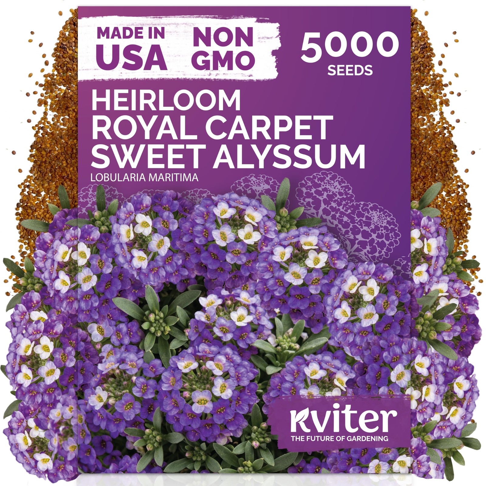 KVITER 5000 Royal Carpet Sweet Alyssum Seeds (Lobularia Maritima)