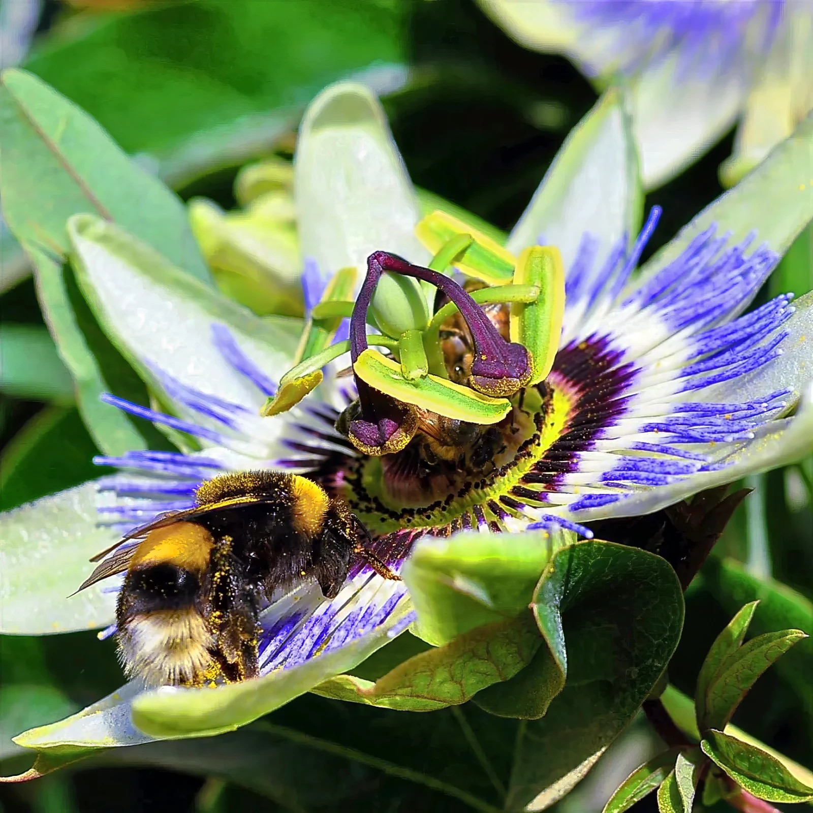 BLUE PASSION FLOWER SEEDS Climber Vine Fruit Plant Hummingbirds & Butterflies!