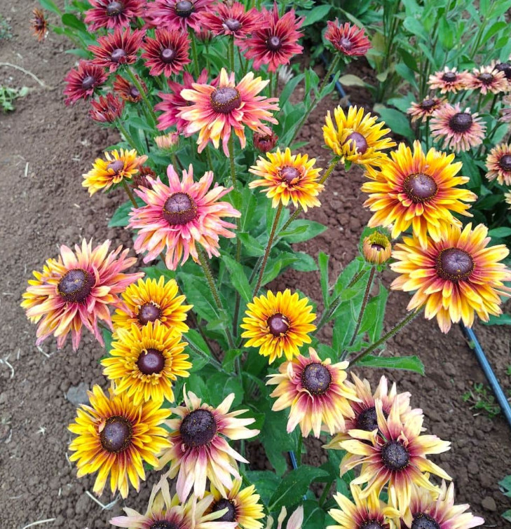 Rudbeckia SAHARA MIX Smoky Sunset Cut Flowers Pollinators Non-GMO 100 Seeds