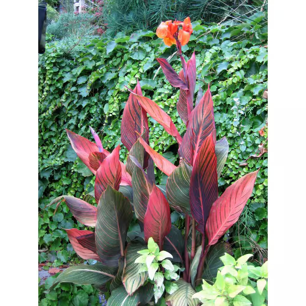 1.0 Gal. Annual Canna Tropicanna Original
