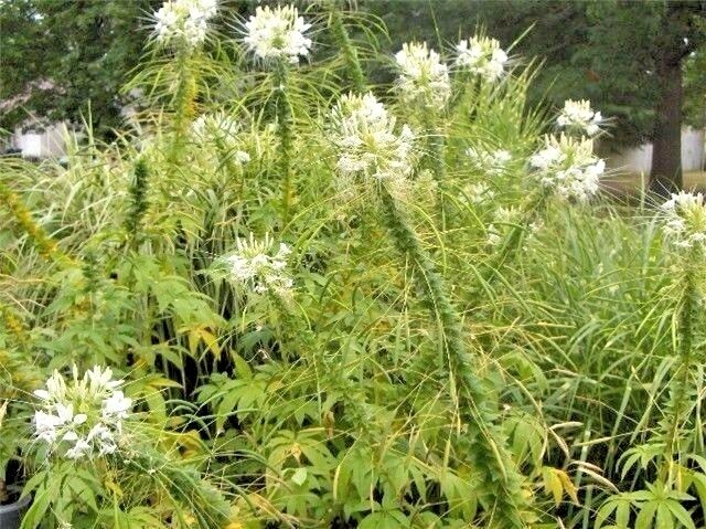 50 + CLEOME SEEDS (Cleome hasslerana) MIXED COLORS