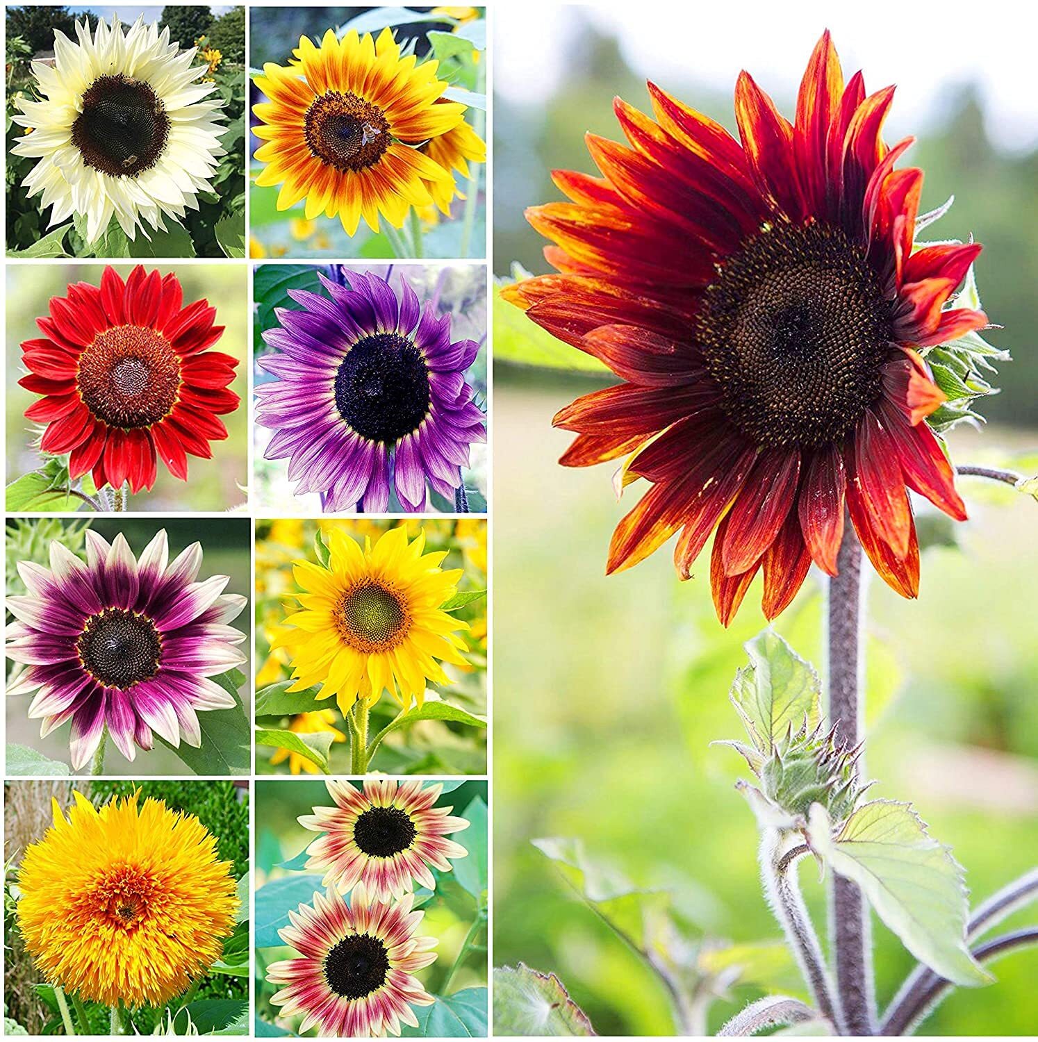 500+ Sunflower Seeds for Planting – Jumbo Mix Pack – 15+ Varieties – (Helianthus