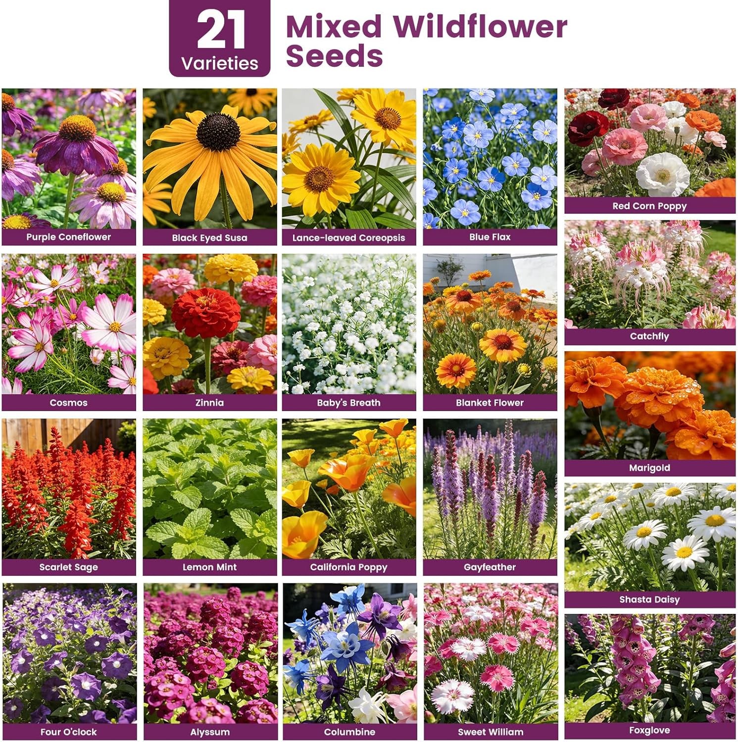10000+ Wildflower Seeds Bulk – Butterfly & Hummingbird Mix – 21 Variety Non-GMO