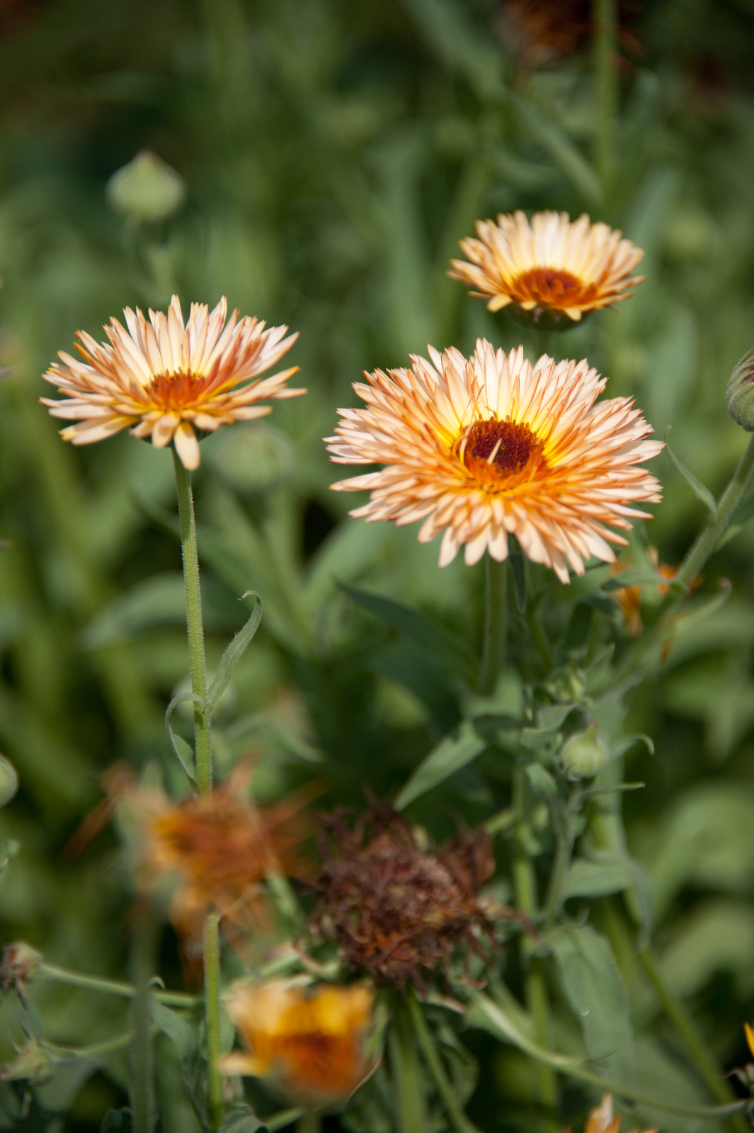 2,000 CALENDULA OFFICINALIS Seeds (Triangle Flashback Marigold) | Free shipping