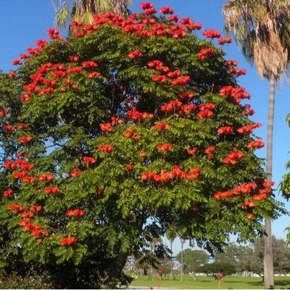 Spathodea campanulata AFRICAN TULIP TREE Orange Flowers – 5 Seeds!