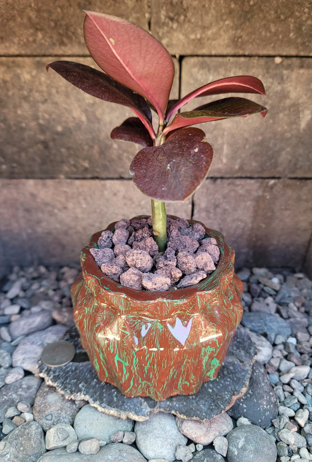 Live Rooted Euphorbia Grantii Var. Rubra Succulent In 4×3.25″ Handmade Pot