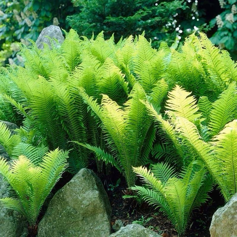 3 Ostrich Fern Root Fiddlehead Matteuccia Struthiopteris Bare Root