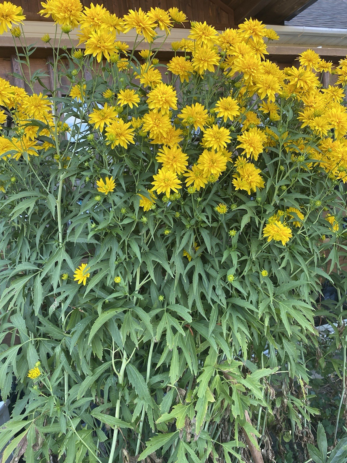 3 Bare Roots Golden Ball Rudbeckia Old Fashion Freshly Dug For Immediately Plant